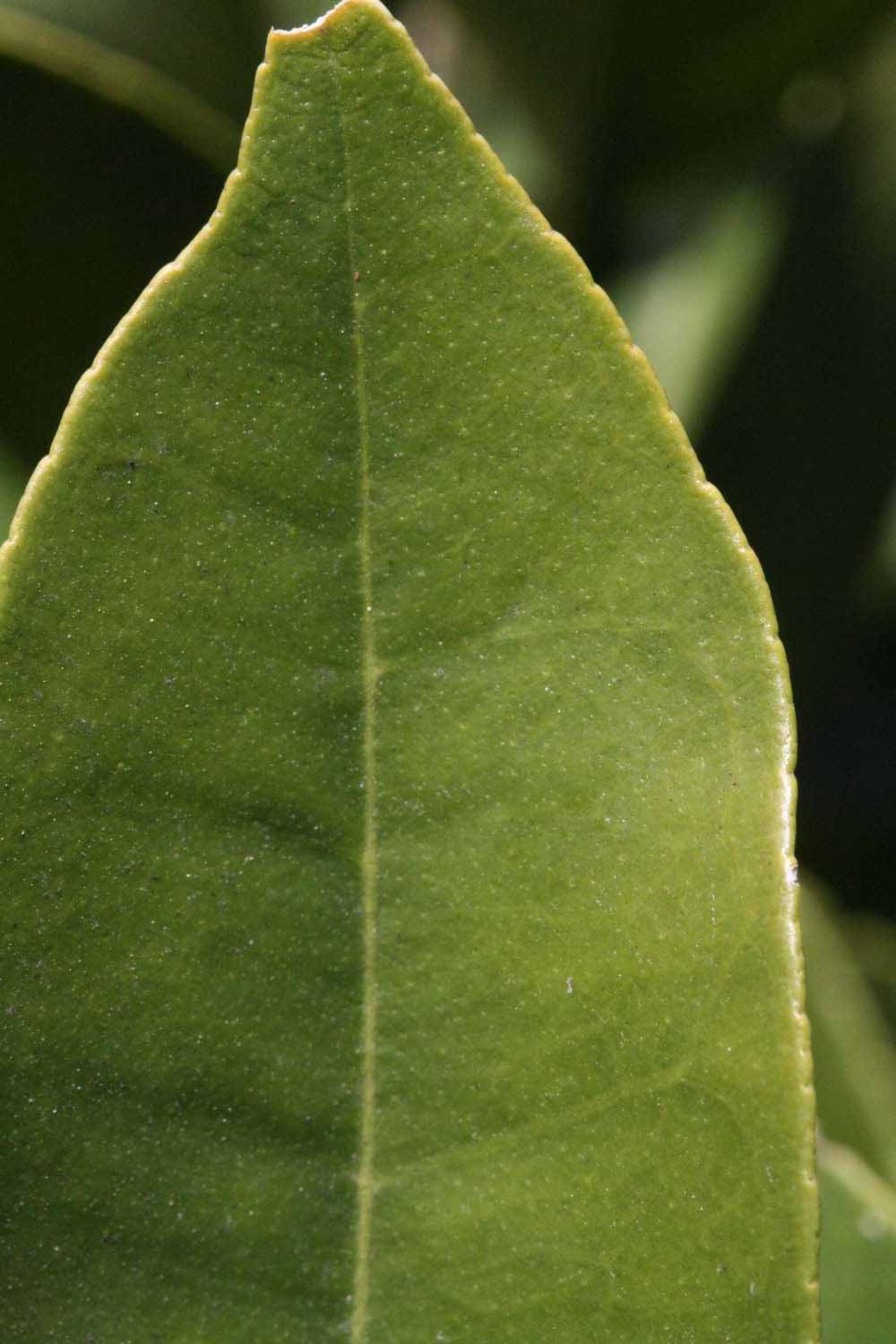              Margin (Riverside, CA)       